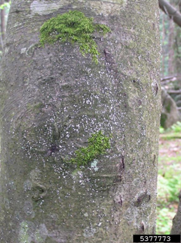 BBD 5 - Neonectria faginata fruiting bodies on an American beech tree. (photo credit: Richard Hamelin; University of British Columbia)