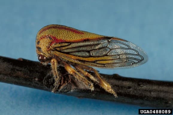 SLF 14 – Oak treehopper (Platycotis vittata) is often misidentified as spotted lanternfly (photo credit: Larry R. Barber; USDA Forest Service)