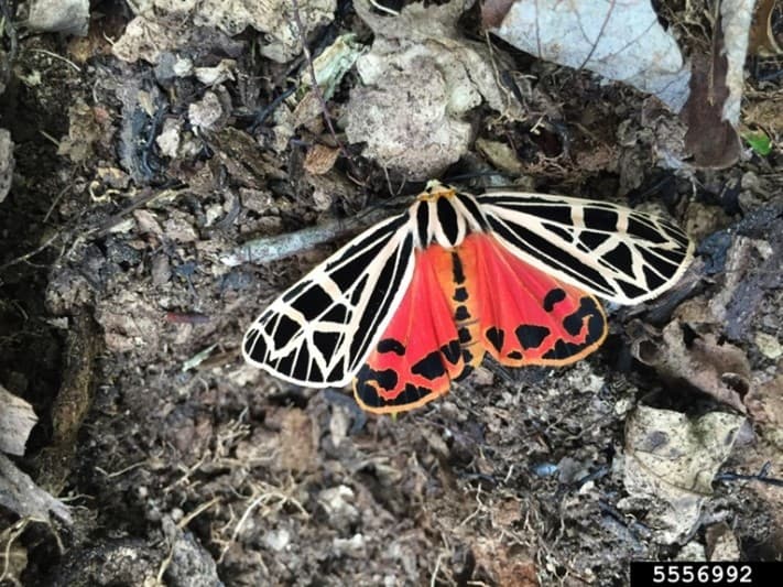 SLF 10 – Tiger moth (Arctia caja) is often misidentified as spotted lanternfly (photo credit: Elizabeth McCarty; University of Georgia)