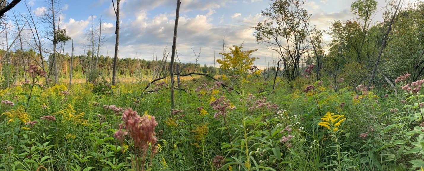 A wetland dominated with herbaceous plants, grasses, and sedges on the edge of a black ash stand in northern NY