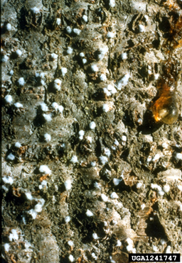 BWA 2 - BWA eggs in protective white wax on a balsam fir tree (photo credit: Ronald S. Kelley, Vermont Department of Forests, Parks and Recreation)