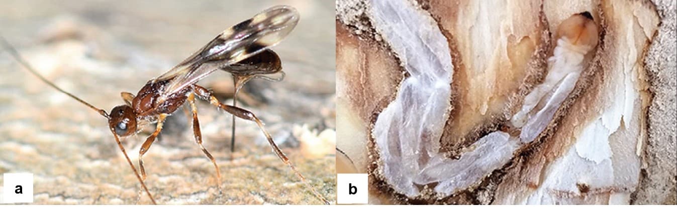 Adult S. galinae wasp. Right: Several S. galinae larvae in the process of developing cocoons after feeding on an EAB larva (photos: Jian Duan, ARS). Photos are from Duan et al. 2022.