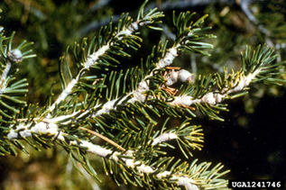 BWA 6 - Swelling, called gouting, around the buds and branch nodes of a fir tree caused by BWA (photo credit: Ladd Livingston, Idaho Department of Lands)