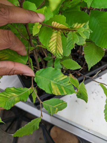 Beech with BLD: yellow interveinal banding, sometimes found in late autumn, M. Pitts