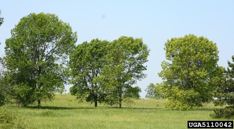 Some ash trees in a field