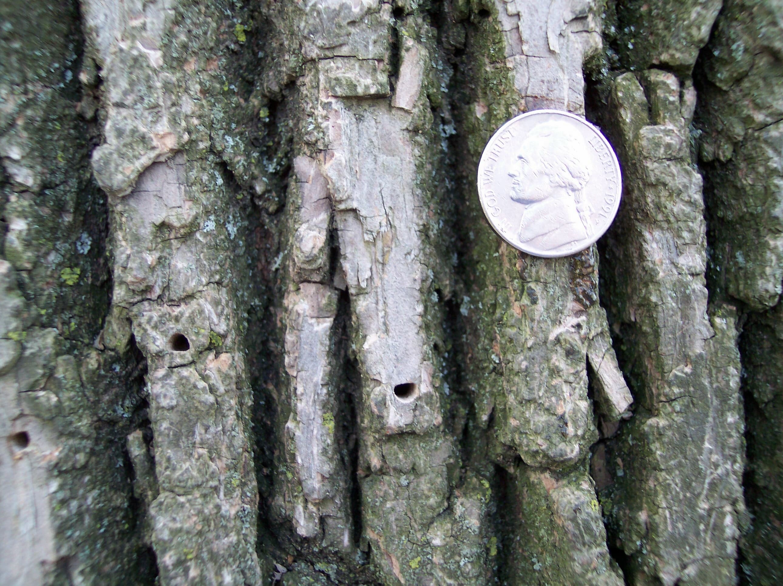 A nickel shown for scale with EAB holes. The nickel is much larger than the holes.