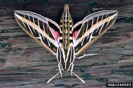 SLF 11 – White-lined sphinx (Hyles lineata) is often misidentified as spotted lanternfly (photo credit: Whitney Cranshaw; Colorado State University)