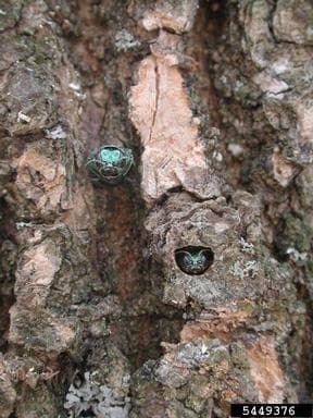 Emerald ash borers emerging from a tree - photo from Debbie Miller, USDA Forest Service, Bugwood.org