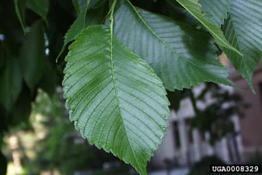 American Elm leaves