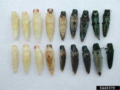 Different agrilus species