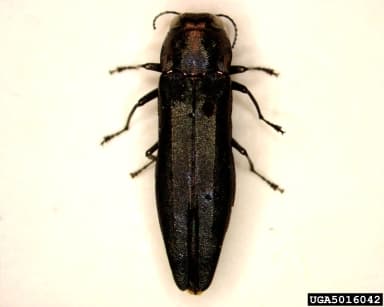 Bronze birch borer