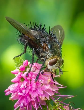 A parasitoid fly (Pararchytas sp.) feeding on nectar from a flower (photo: Bill Ravlin)