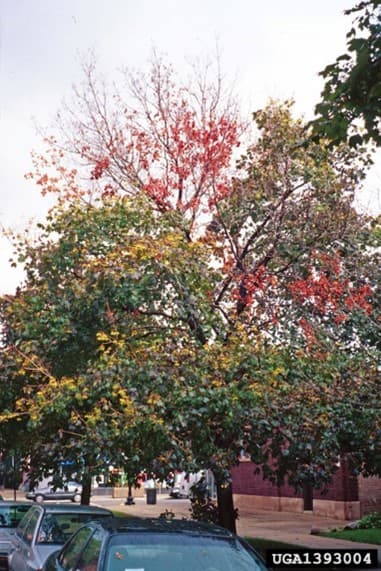 ALB 9 – Tree dieback caused by heavy ALB infestation (photo credit: Dennis Haugen; USDA Forest Service)