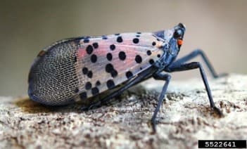 SLF 1 - Adult spotted lanternfly (photo credit: Lawrence Barringer; Pennsylvania Department of Agriculture)