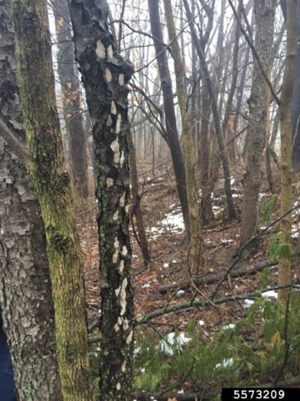 SLF 2 – Multiple spotted lanternfly egg masses on a tree (photo credit: Emelie Swackhamer; Penn State University)