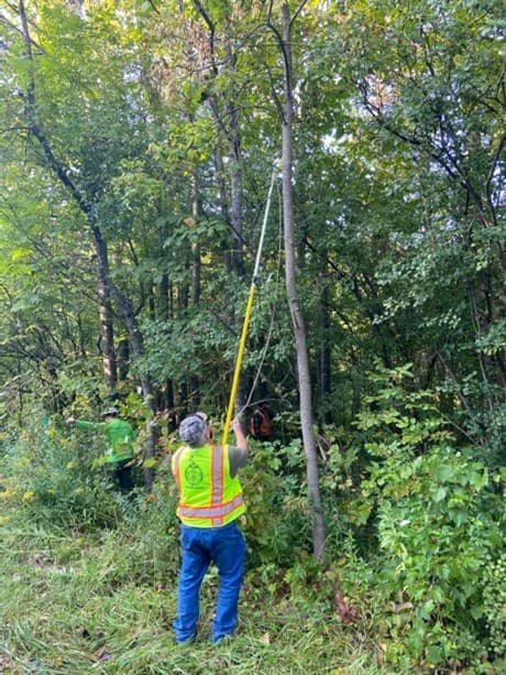 Les Benedict collects seeds from a black ash in northern NY