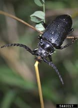 ALB 15 – Broadnecked root borer (Prionus laticollis) is a large brown to black cerambycid that is sometimes mistaken for ALB. Note its antennae are shorter than its body. (photo credit: Jon Yuschock, Bugwood.org)