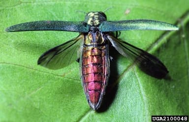 An emerald ash borer with its wings spread