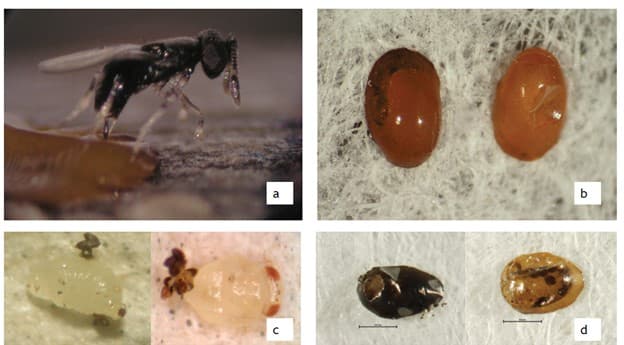 A) Adult O. agrili (photo: Deborah Miller). B) EAB egg parasitized by O. agrili next to a healthy EAB egg (photo: Deborah Miller). C) left: O. agrili larva, right: O. agrili pupa (photo: Houping Liu). D) When O. agrili are ready to emerge, they chew holes through the EAB egg then disperse to find new eggs to parasitize. Parasitized EAB eggs range in color from black (left) to light orange (right) (photo: Deborah Miller). All photos are from Bauer et al. 2015.