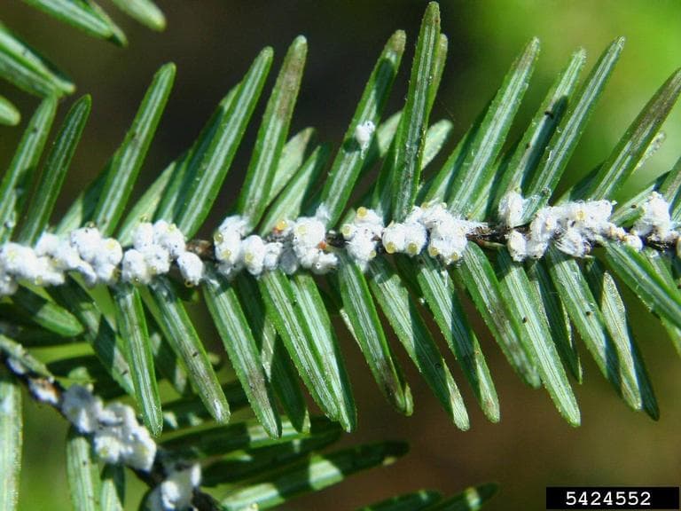 Hemlock woolly adelgid