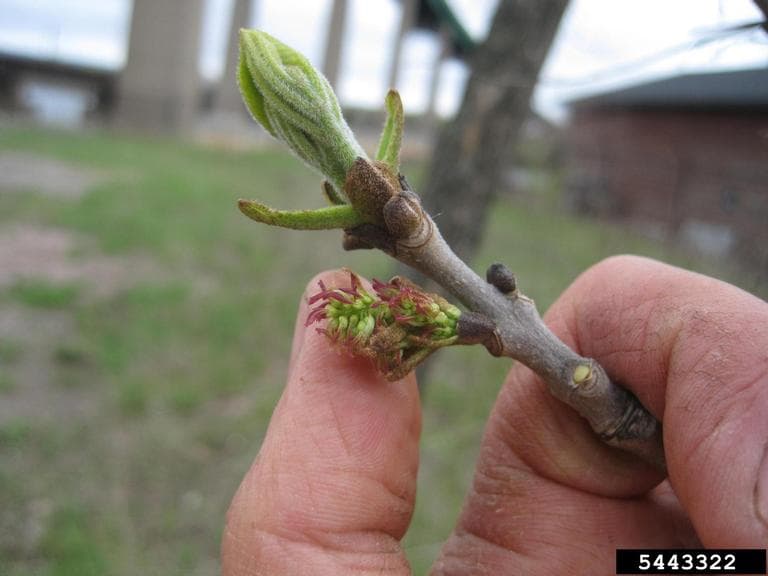 Red ash flower held in someone's hand