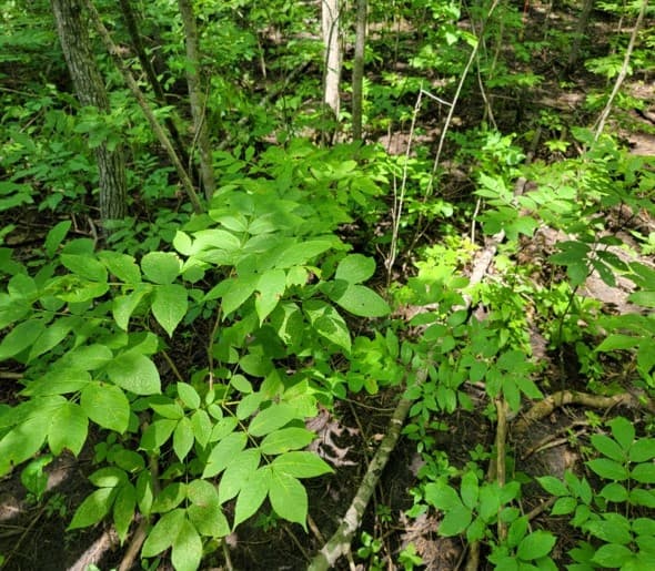 Dense black ash seedlings growing in a stand with ample black ash regeneration