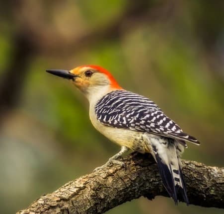 Red-bellied woodpecker (Melanerpes carolinus)