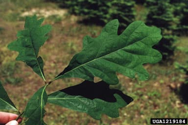 White oak leaves