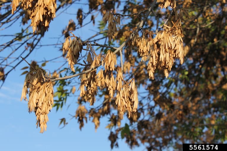 Green Ash seeds