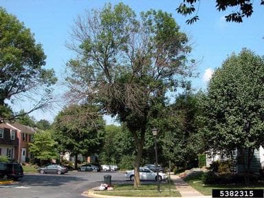 Some trees by a street