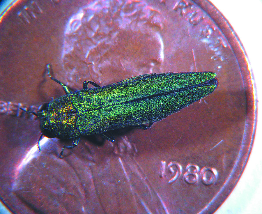 An emerald ash borer on a penny