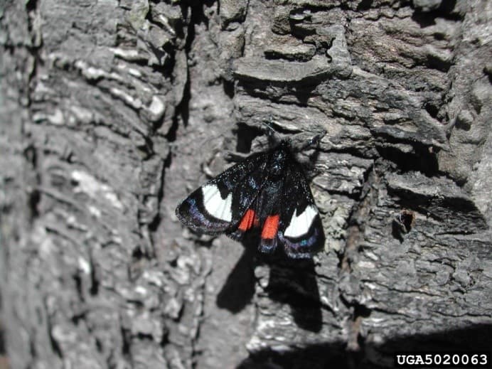 SLF 12 – Grapevine epimenis (Psychomorpha epimenis) is often misidentified as spotted lanternfly (photo credit: (no photographer listed); Pennsylvania Department of Conservation and Natural Resources – Forestry)