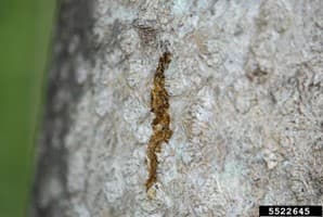 SLF 8 – A small wound in a tree trunk caused by adult spotted lanternfly feeding (photo credit: Lawrence Barringer; Pennsylvania Department of Agriculture)