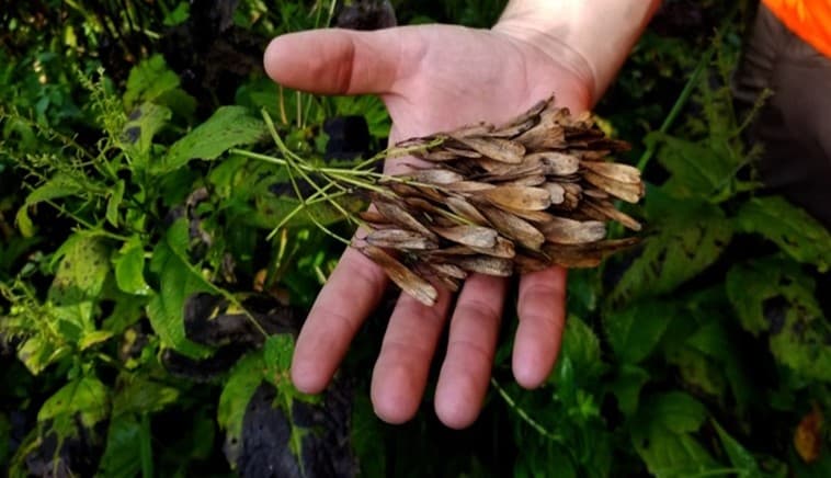 Black Ash Seeds