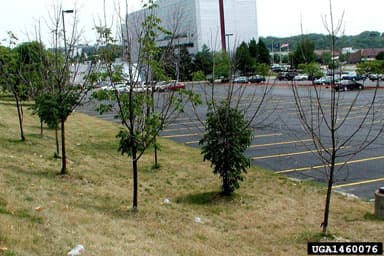 Some small trees near a parking lot