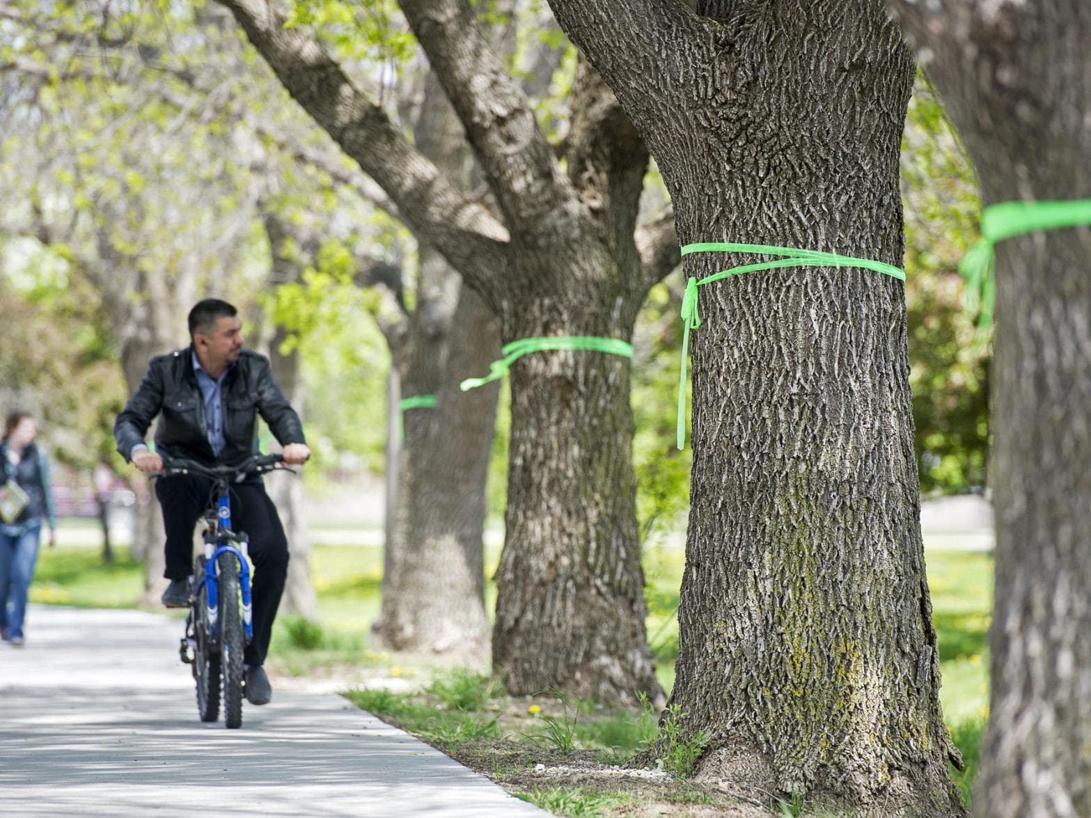 Trees Diagnosed with EAB Infestation