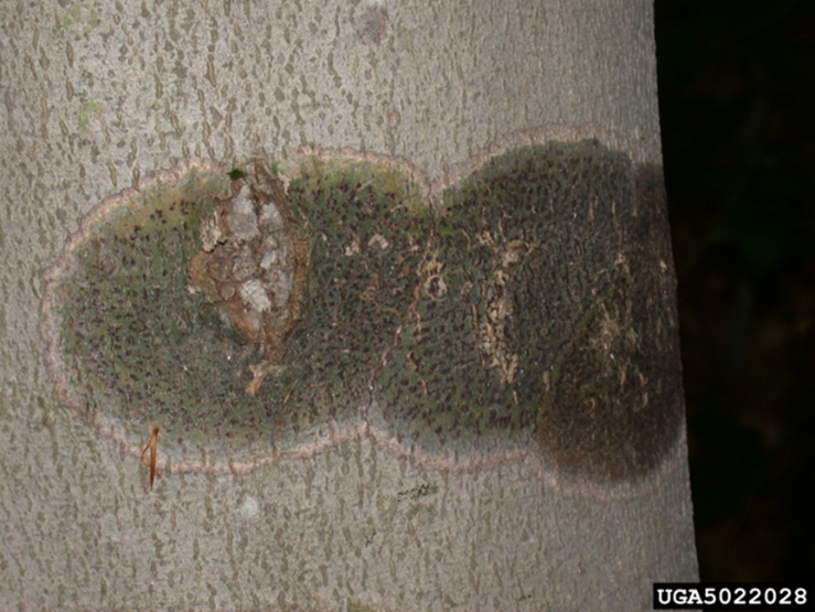 BBD 11 - Symptoms of bleeding canker (Phytophthora spp.) on beech trees may resemble Neonectria. (photo credit: John Hartman, University of Kentucky)