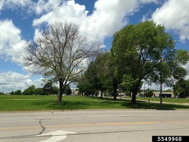 Trees near a street