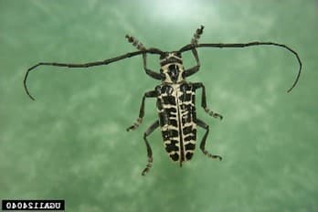 ALB 11 – Cottonwood borer (Plectrodera scalator) is a large black and white cerambycid that is commonly mistaken for ALB. This beetle has significantly more white on its body and lacks the white banded antennae. (photo credit: Donald Duerr, USDA Forest Service)