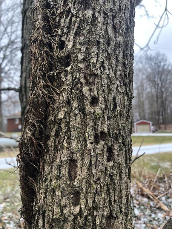 A tree with holes bored into the trunk