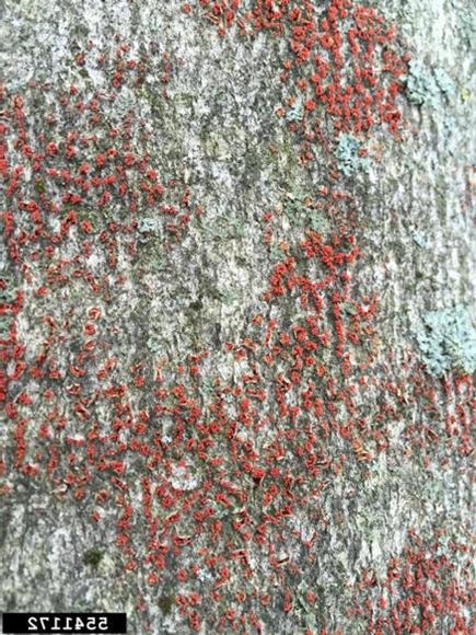 BBD 1 - American beech tree infested by beech scale and showing tarry spots, an early signs of infection by Neonectria. (photo credit: Joseph O’Brien; USDA Forest Service)