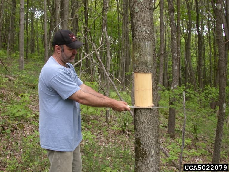 Girdling ash tree for EAB surveillance