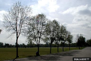 Some trees by a street