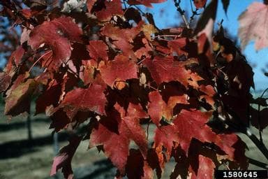 Red maple leaves