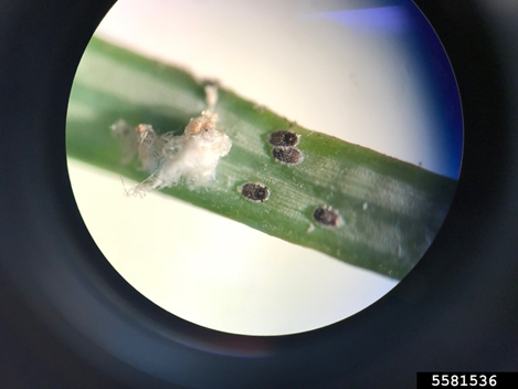 BWA 4 - BWA adults on a fir needle (photo credit: Christine Buhl, Oregon Department of Forestry)