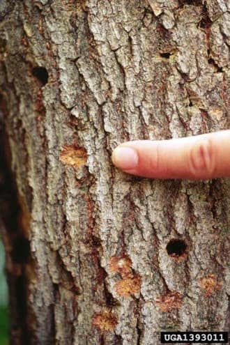 ALB 6 – Multiple female ALB oviposition sites and exit holes (photo credit: Dennis Haugen; USDA Forest Service)