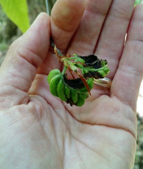 Advanced stage of beech leaf disease on recently opened buds, M. Watson