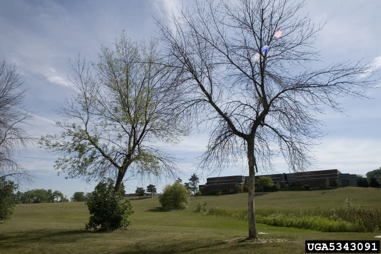 A dead ash tree