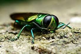 An emerald ash borer up close