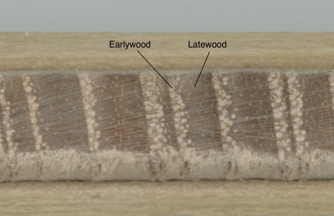 Early wood and latewood shown on a black ash tree core